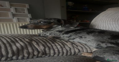 Dachshund dogs - Advert 8