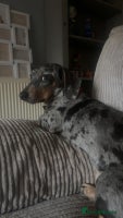 Dachshund dogs - Advert 15