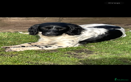 English Springer Spaniel dogs for sale: KC registered Springer Spaniel puppies for sale  - Image 2