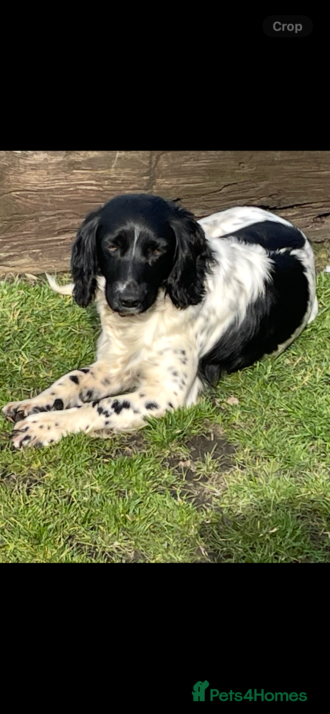 English Springer Spaniel dogs for sale: KC registered Springer Spaniel puppies for sale  - Image 2