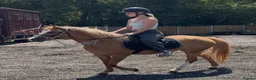 Welsh Section B horses for sale: Rosie section B x mare pony  - Advert 4