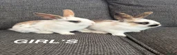 Mixed Breed rabbits for sale: Two Girl Bunnies for sale 💕 in St Albans - Advert 1