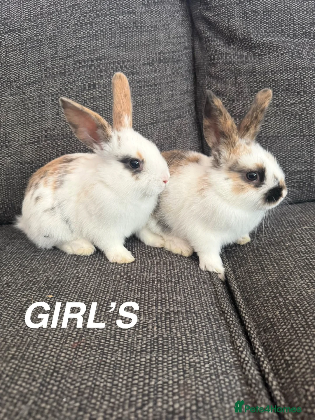 Mixed Breed rabbits for sale: Two Girl Bunnies for sale 💕 in St Albans - Advert 1