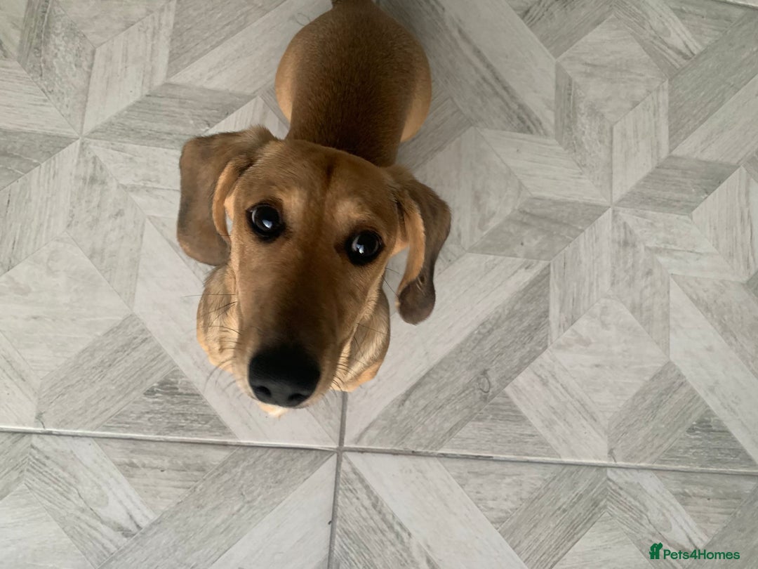 Miniature Dachshund dogs for sale: Kevin needs a new home  - Image 8