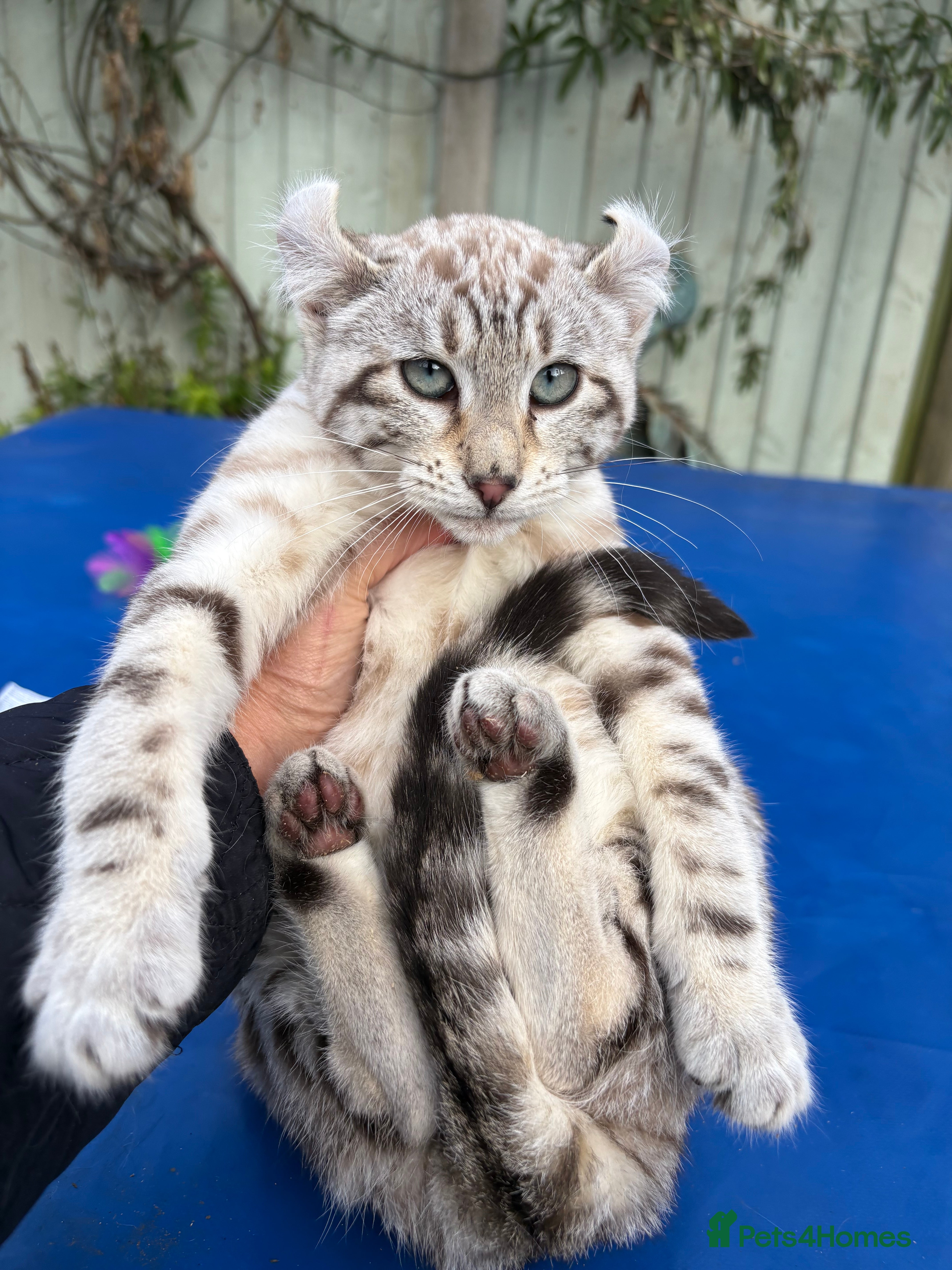 Keetso cats Stunning rare curled eared female  - Advert 11