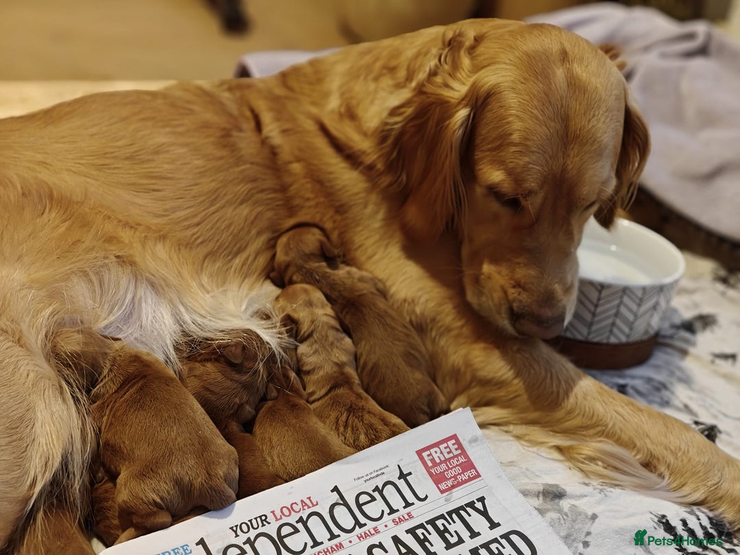 Mini Goldendoodle dogs for sale: Stunning home-bred F1 Goldendoodles,KC REG parents - Advert 11