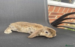 French Lop rabbits for sale: Baby lops in Hexham - Image 22