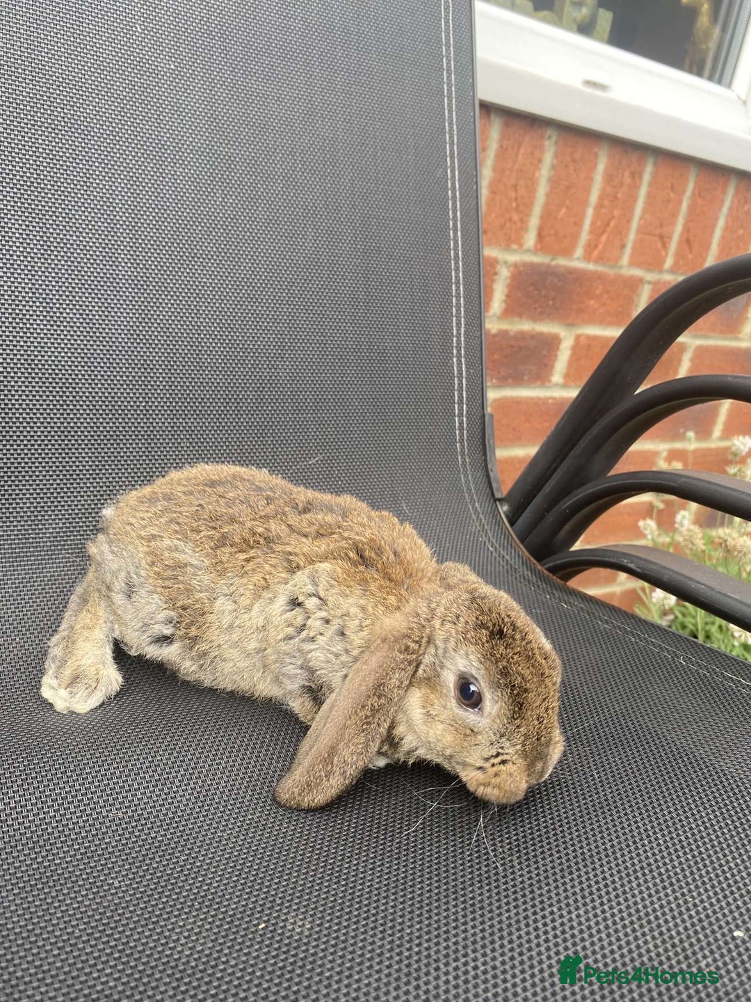 French Lop rabbits for sale: Baby lops in Hexham - Image 22