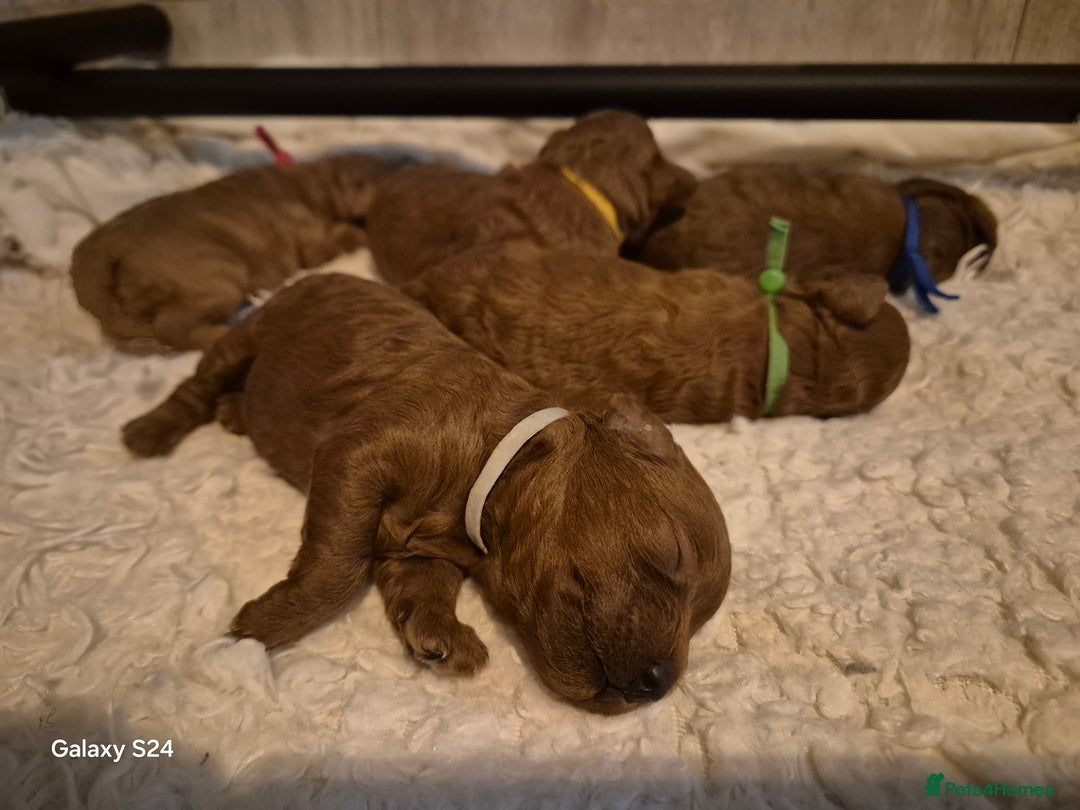 Cavapoo dogs for sale: 🧸 5 Cavapoo Puppies Oxfordshire 🧸 - Advert 5