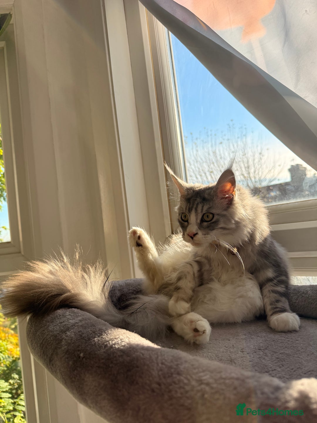 Maine Coon cats for sale: Gorgeous girl Mia for sale - Advert 6