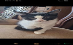 Domestic Shorthair cats for sale: Two tuxedo kittens  - Image 2