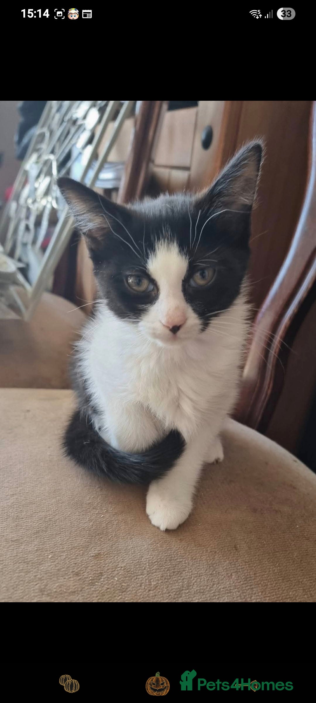 Domestic Shorthair cats for sale: Two tuxedo kittens  - Image 2