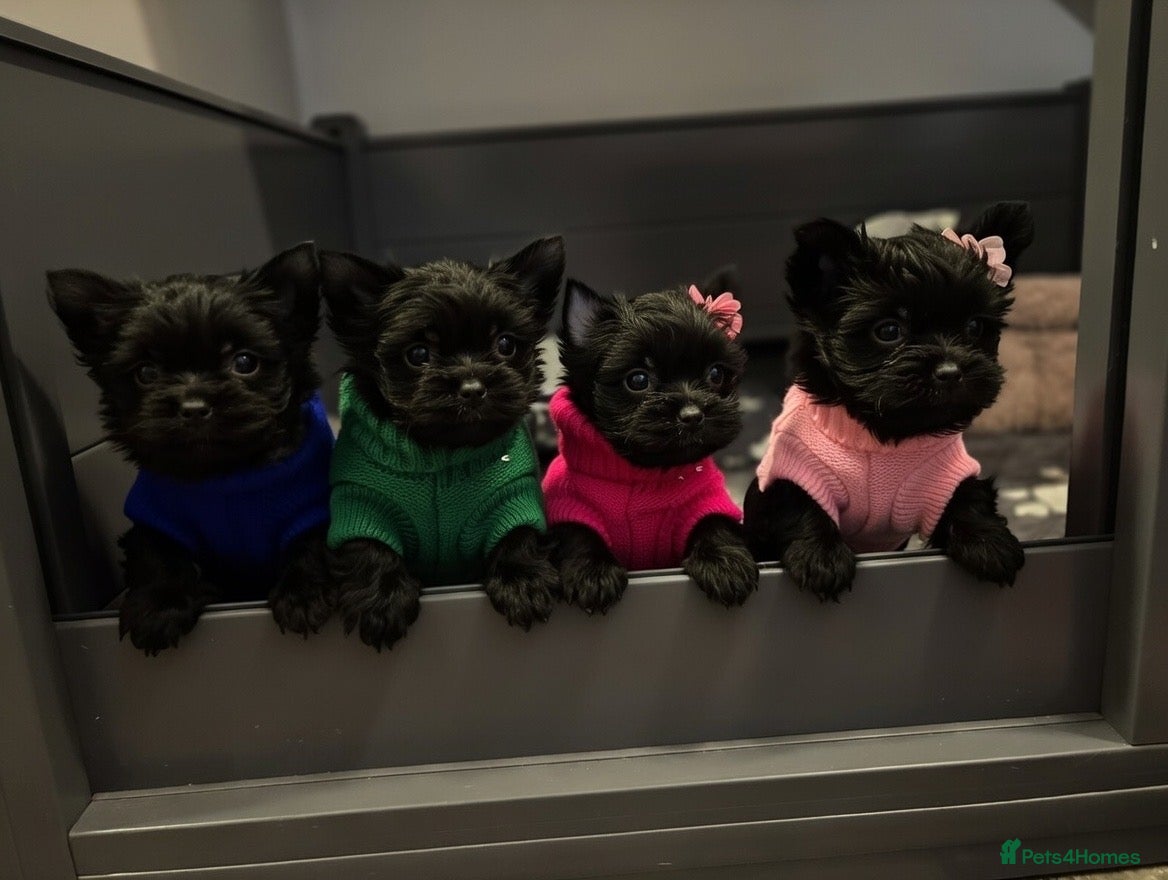 Yorkshire Terrier dogs Mini Black Yorkshire terriers puppies  - Advert 7