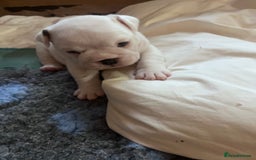 English Bulldog dogs for sale: 4 KC English Bulldog Puppies  - Image 14