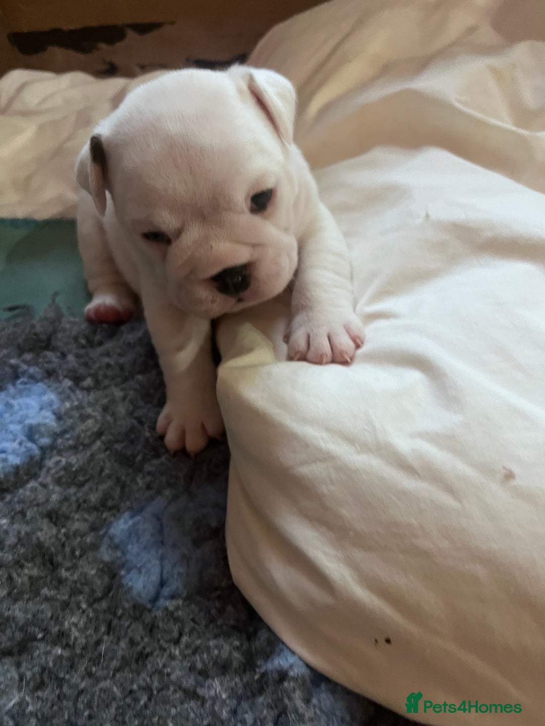 English Bulldog dogs for sale: 4 KC English Bulldog Puppies  - Image 14