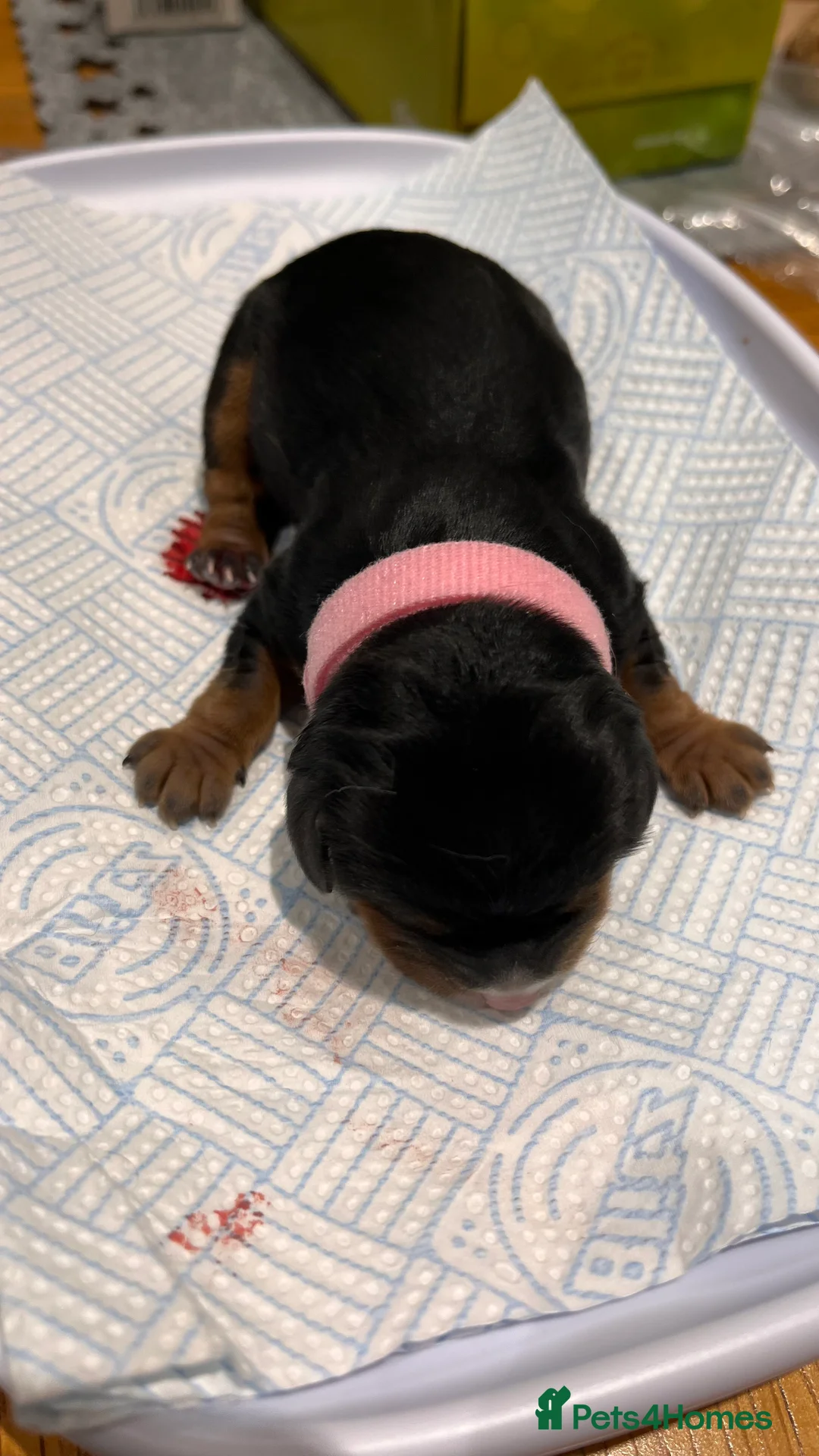 Cavalier King Charles Spaniel dogs for sale: Health Tested Parents - Advert 2