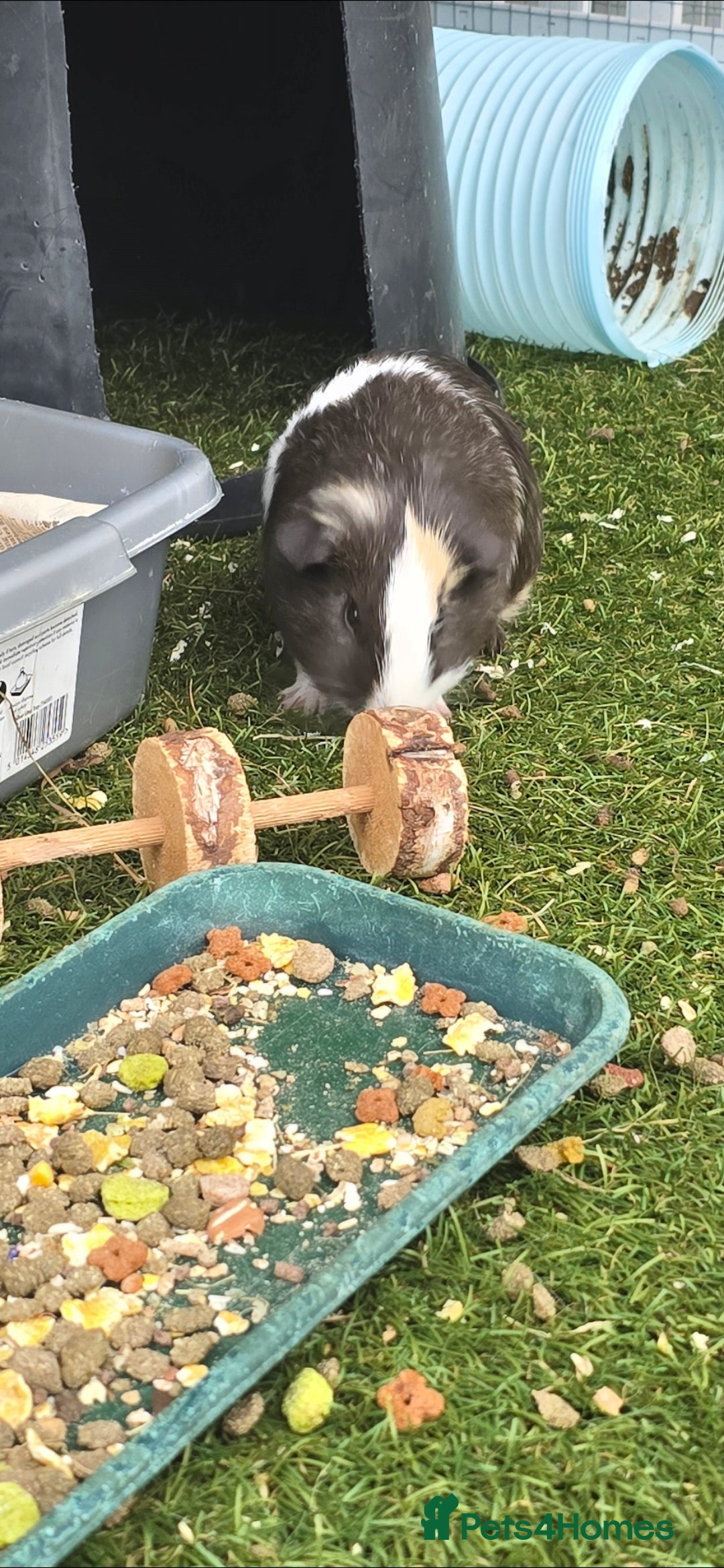 Guinea Pig rodents for sale: Male guinea pigs  - Advert 8