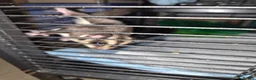 Sugar Glider rodents for sale: Sugar gliders  in Trowbridge - Advert 5