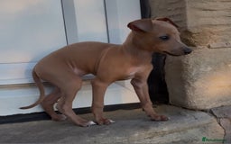 Italian Greyhound dogs for stud: MR MILO AT STUD ( HEALTH TESTED ) in Batley - Image 11