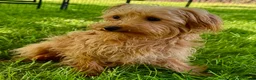 Maltipoo dogs for adoption: 🐾 Nelly – Female Maltipoo 🐾 - Advert 8