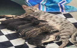 Bengal cats for sale: Adorable kittens looking for their forever homes  - Image 10