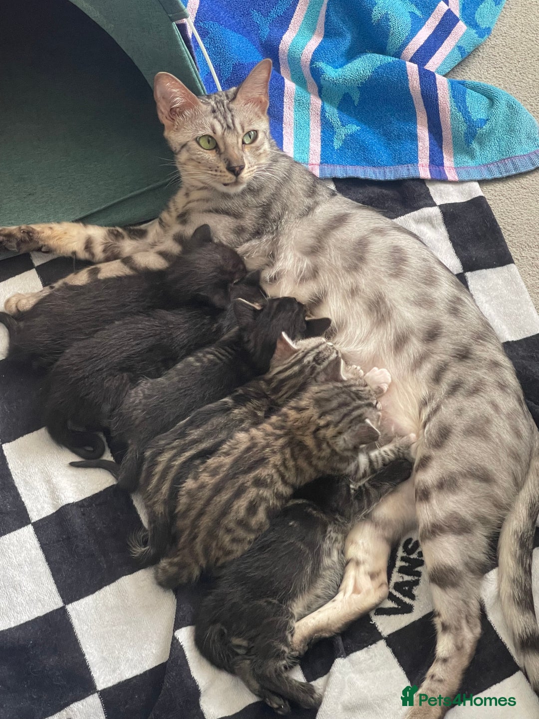 Bengal cats for sale: Adorable kittens looking for their forever homes  - Image 10
