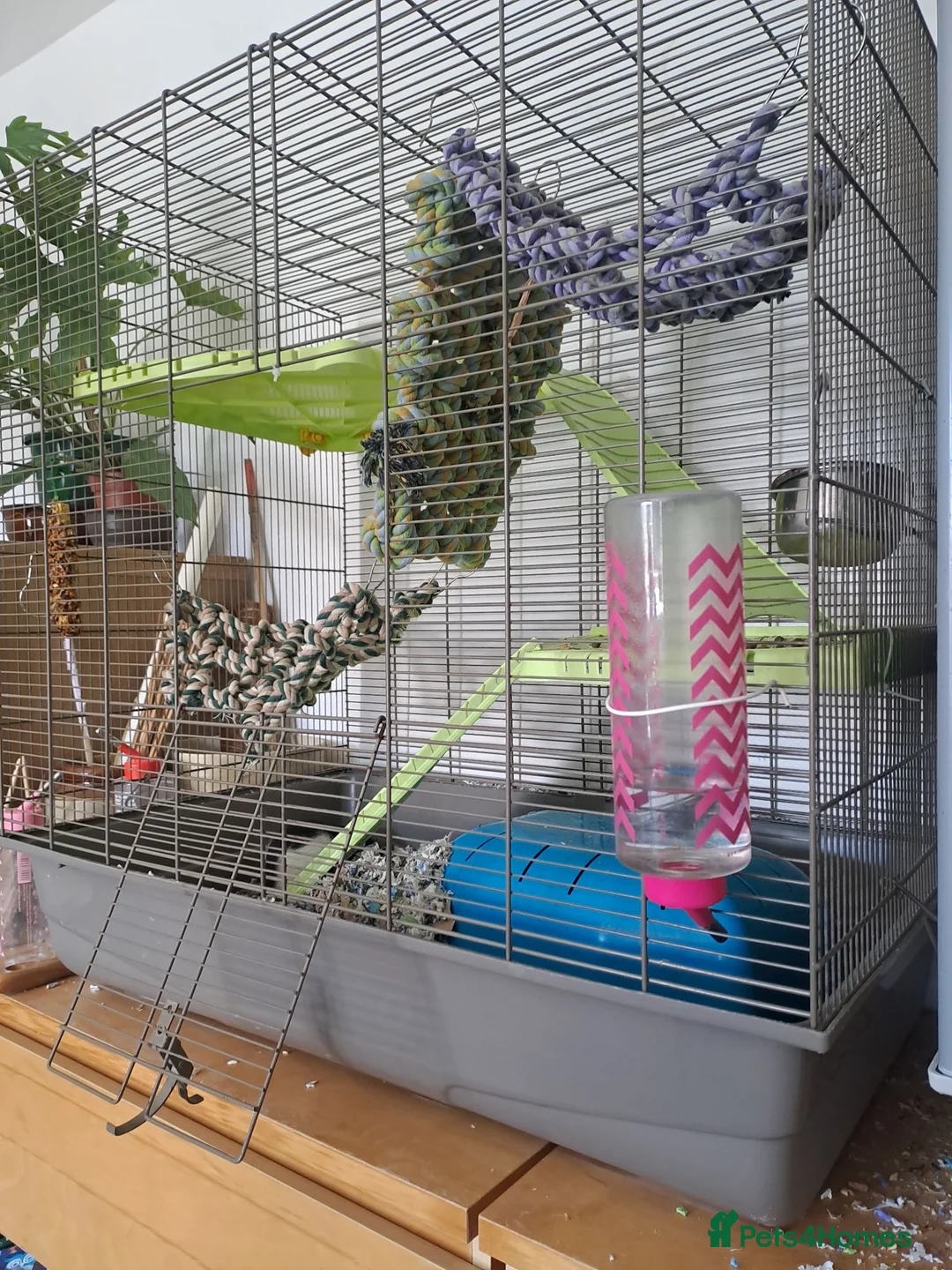 Rat rodents for sale: 2 pairs of girls needing homes. - Advert 10