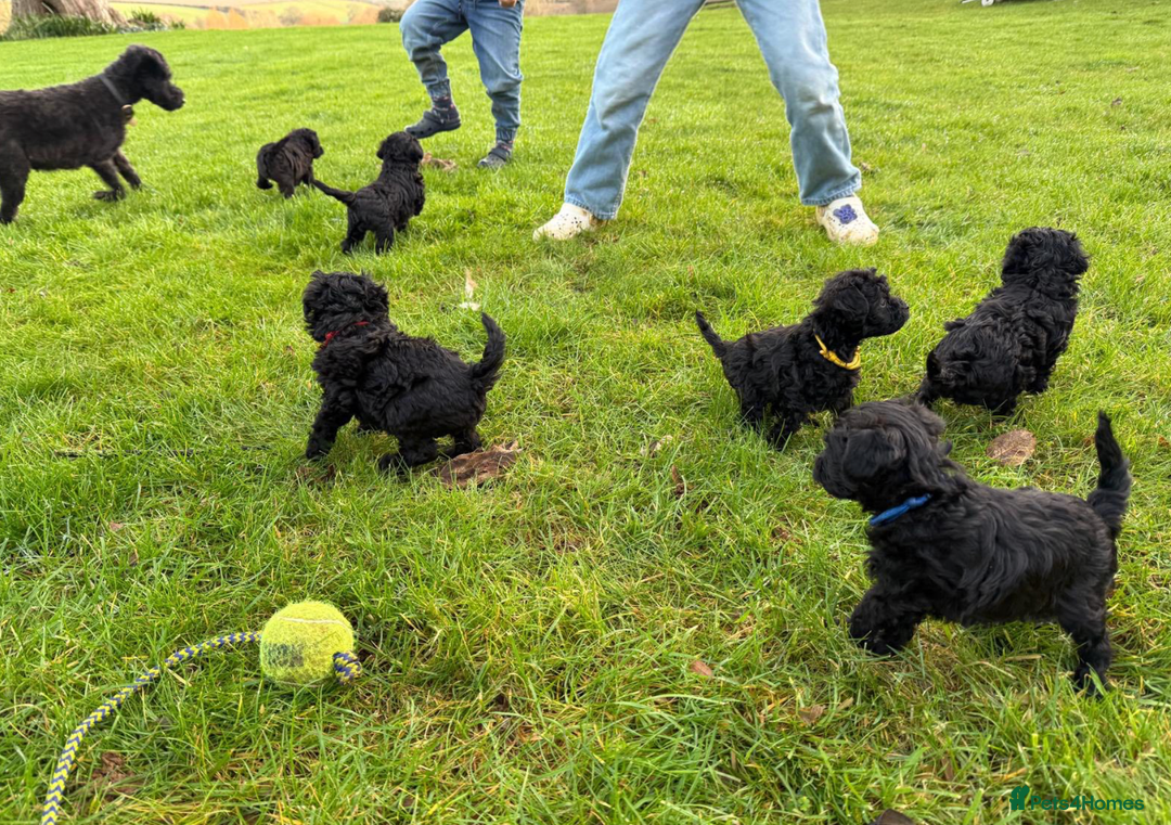 Schnoodle dogs for sale: Exceptional Miniature Schnoodle Puppies - Advert 18