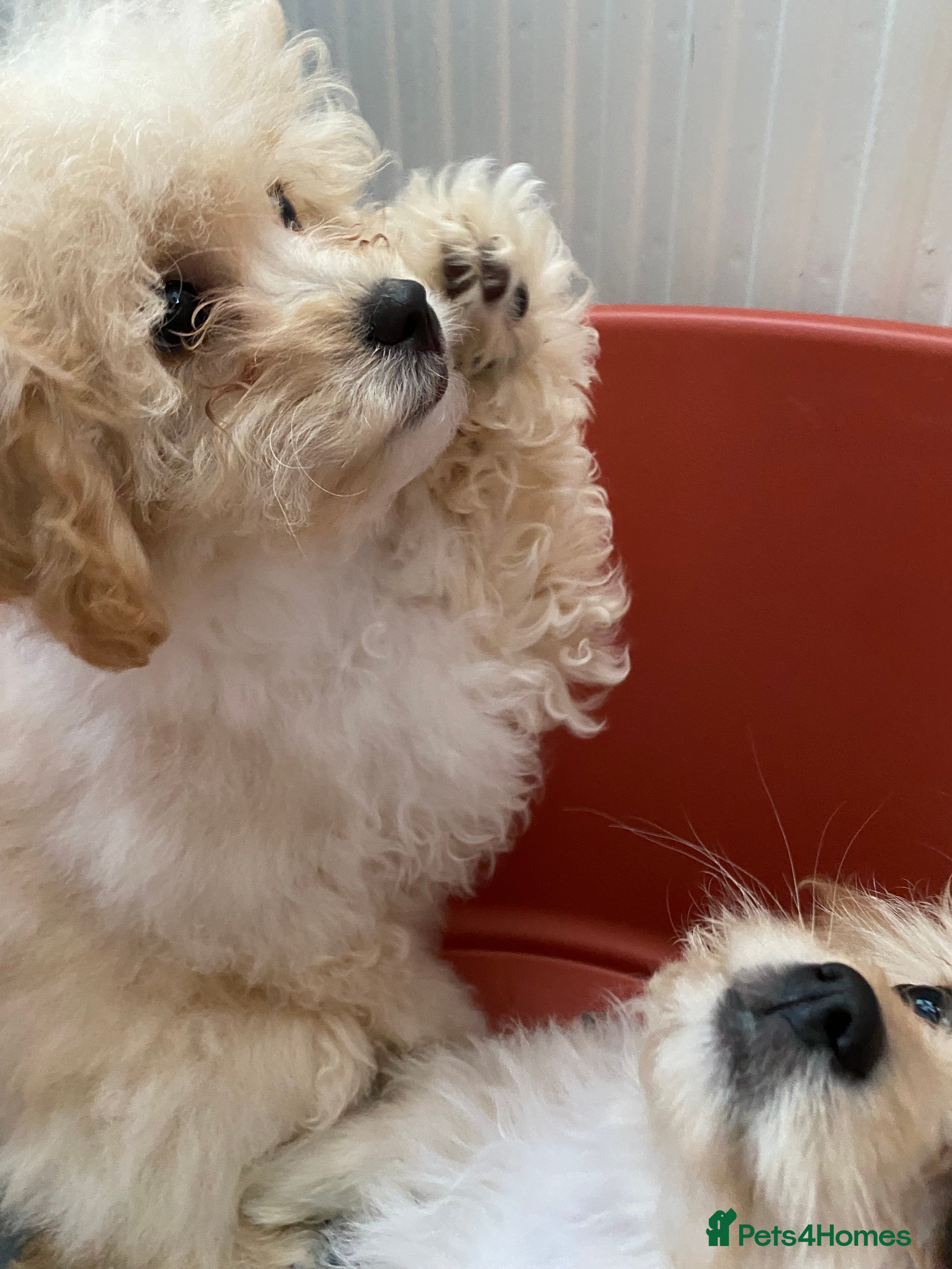 Cavachon dogs Cavapoochon puppies 1 girl left  - Advert 16