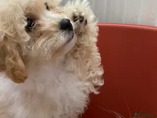 Cavachon dogs Cavapoochon puppies 1 girl left - Advert 5