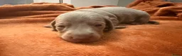 Dachshund dogs for sale: Mini dachshunds  - Advert 6