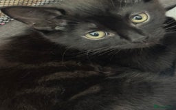 Mixed Breed cats for sale: 4 Kittens for sale (read the description) - Image 4
