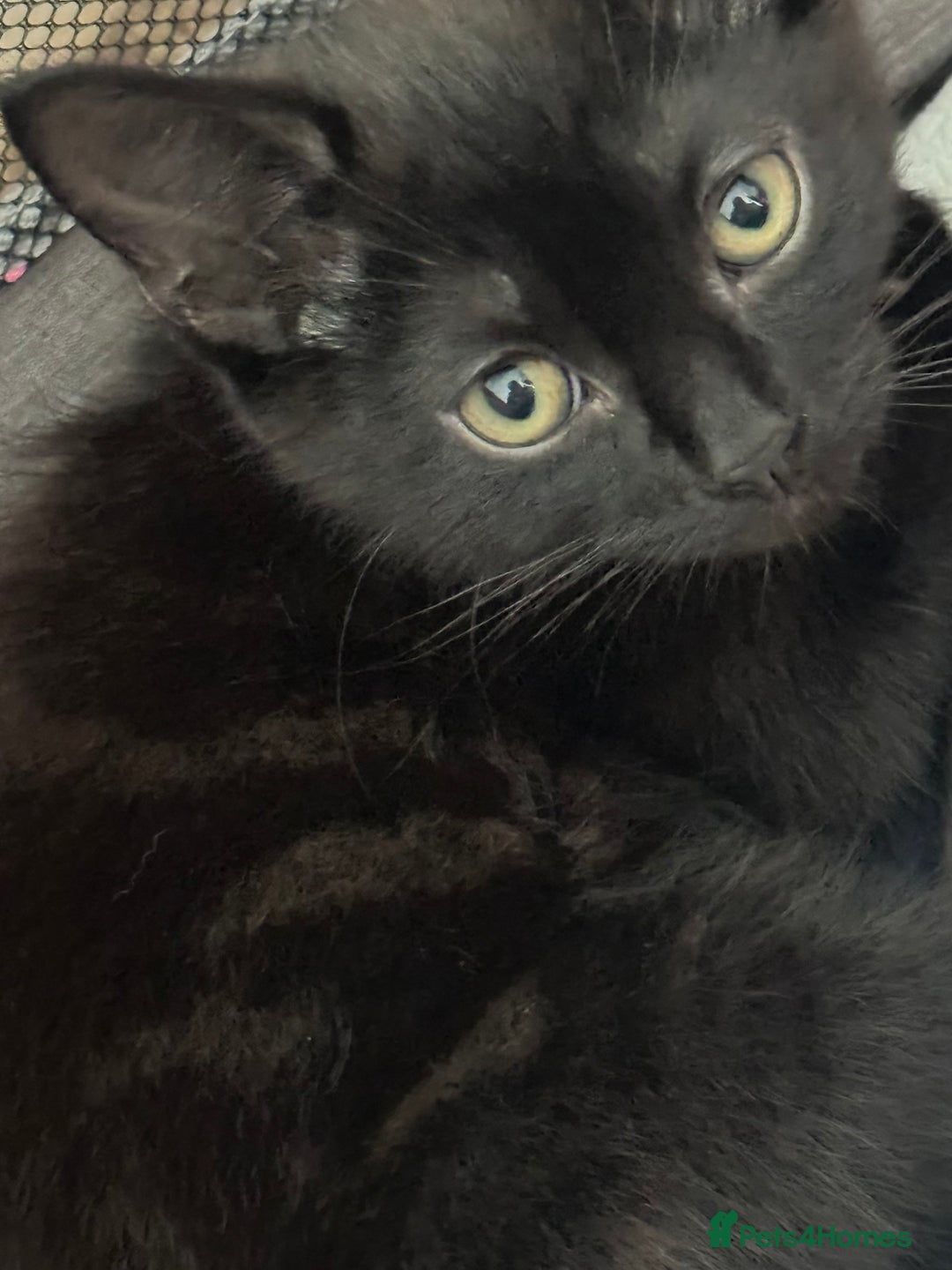 Mixed Breed cats for sale: 4 Kittens for sale (read the description) - Image 4
