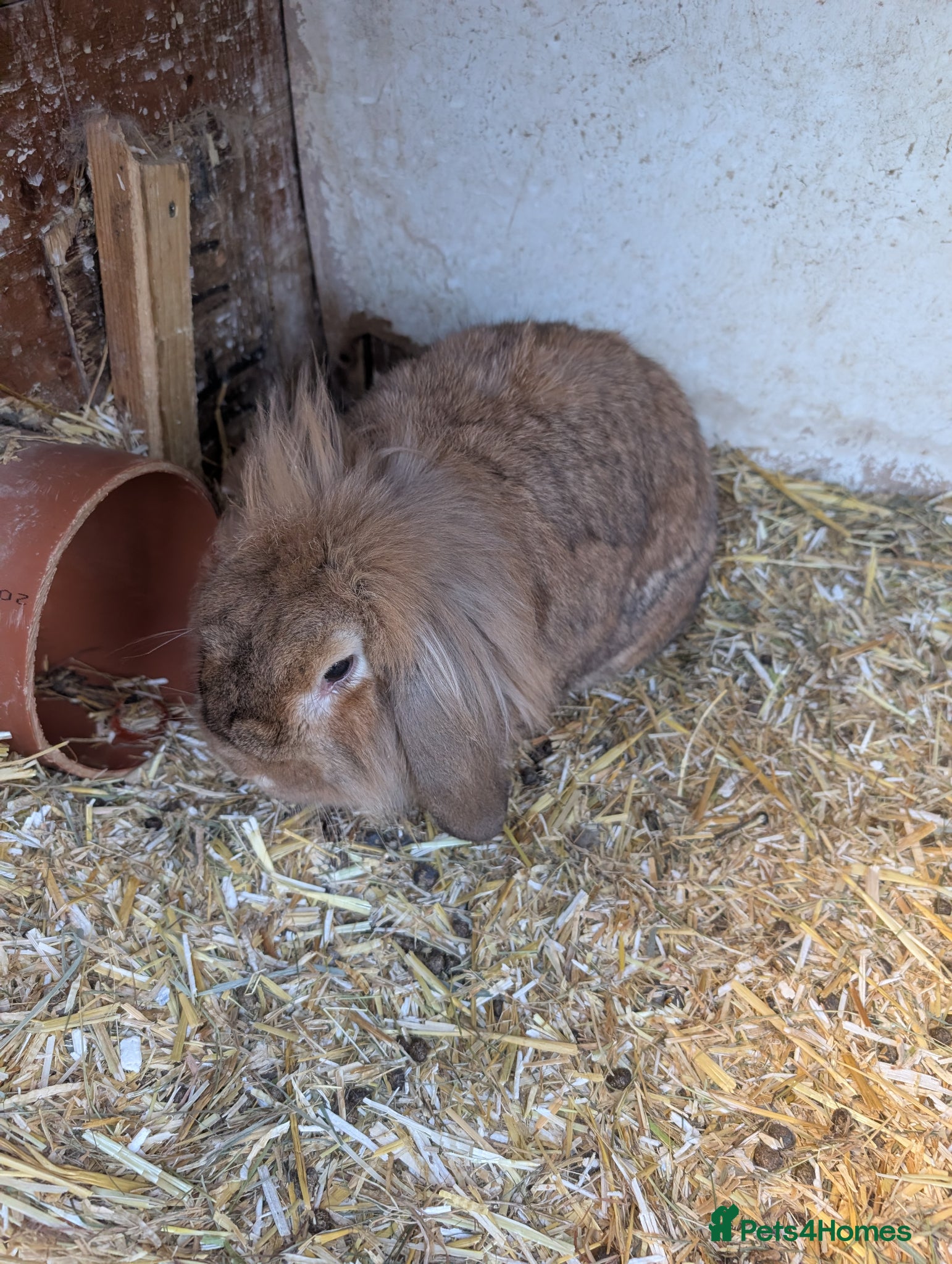 Lionhead rabbits Mum dad and 2 daughters  - Advert 4