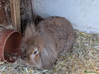 Lionhead rabbits Mum dad and 2 daughters - Advert 4