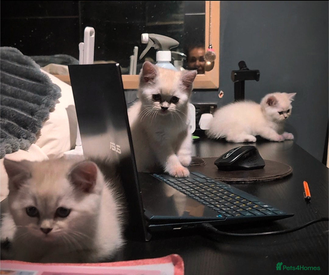 British Shorthair cats for sale: 💙❤️COLORPOINT 🐾BSH 🏆GCCF & TICA reg - Image 22
