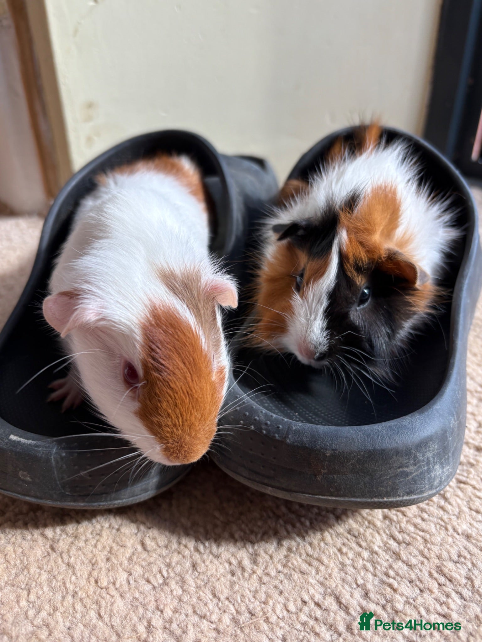 Guinea Pig rodents One female and one male guinea pig - Advert 8