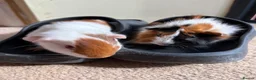 Guinea Pig rodents for sale: One female and one male guinea pig - Advert 1