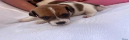 Jack Russell dogs for sale: Jack Russell puppy’s - Advert 4