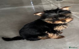 Yorkshire Terrier dogs for sale: Mini Yorkshire Terrier, blue skin tan - Image 3