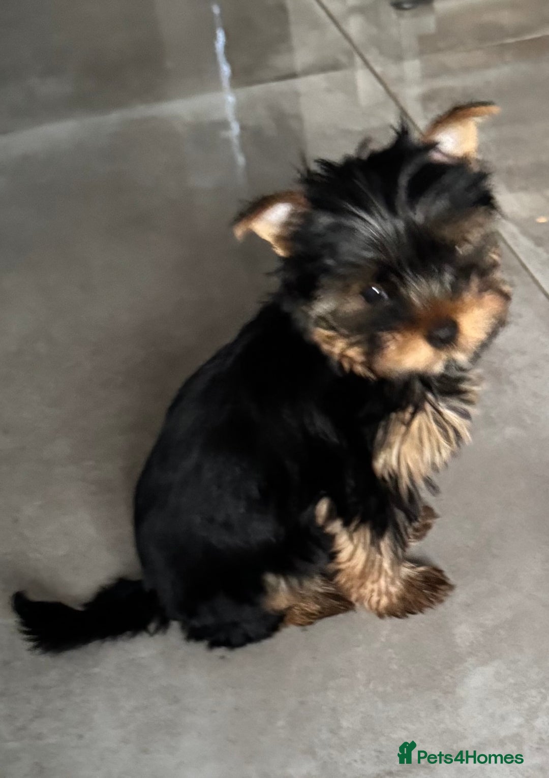 Yorkshire Terrier dogs for sale: Mini Yorkshire Terrier, blue skin tan - Image 3