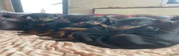 Dobermann dogs for sale: Doberman  - Advert 12