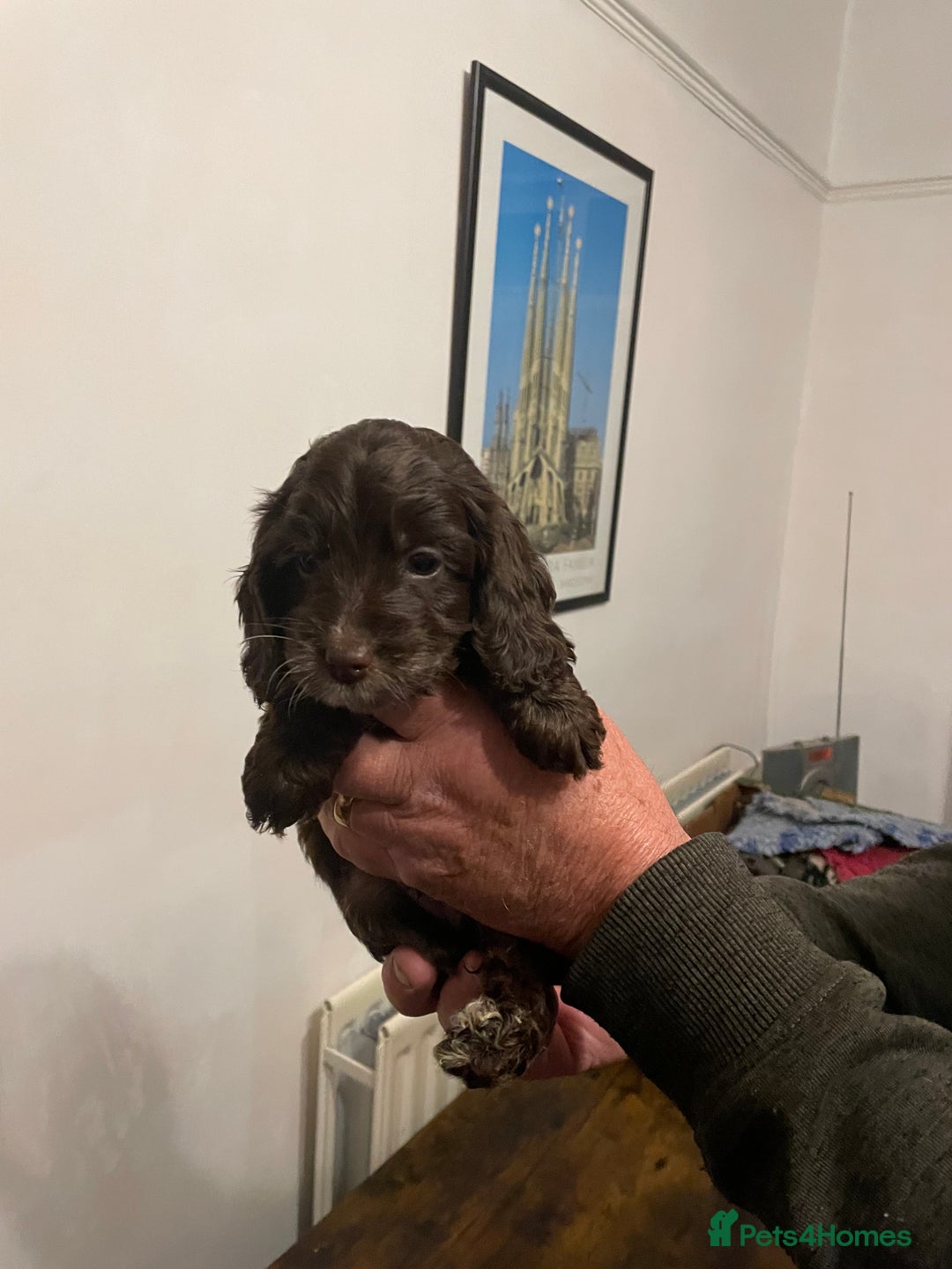 Cockapoo dogs for sale: Cockapoo puppies - Image 18