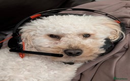 Maltipoo dogs for stud: Maltipoo(75% Toy Poodle, 25% Maltese) Boy for Stud - Image 5