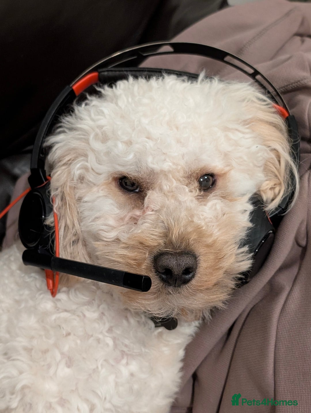 Maltipoo dogs for stud: Maltipoo(75% Toy Poodle, 25% Maltese) Boy for Stud - Image 5