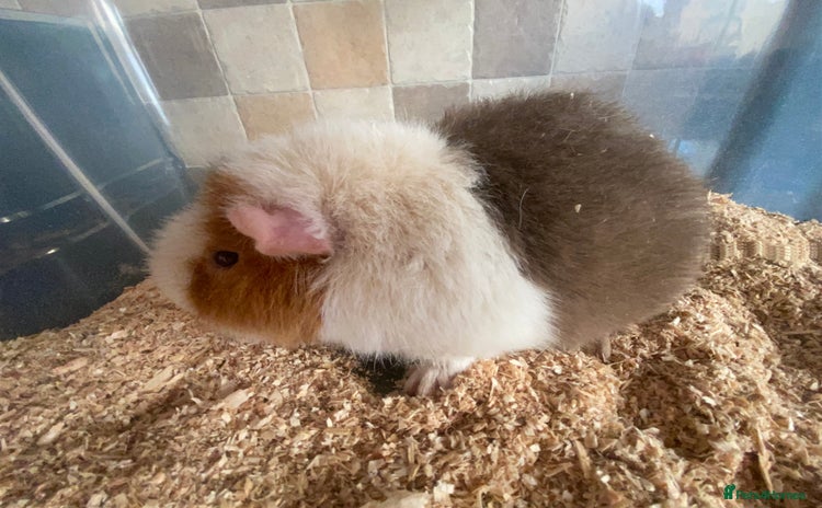 Guinea Pig rodents - Advert 2