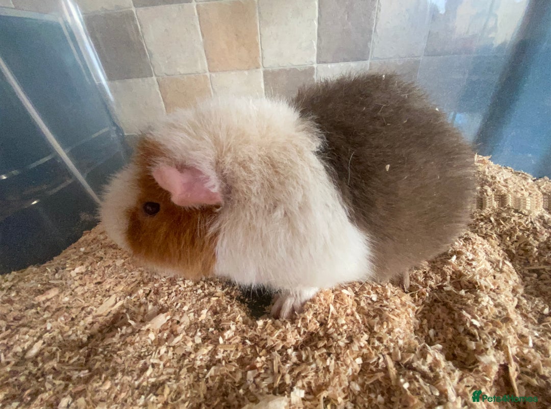 Guinea Pig rodents for sale: Male Teddy Guinea pig for sale - Image 1