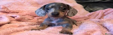 Miniature Dachshund Puppy 3
