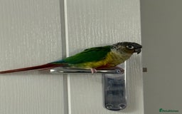 Conures birds for sale: Beautiful Male Conure for Sale  - Advert 1