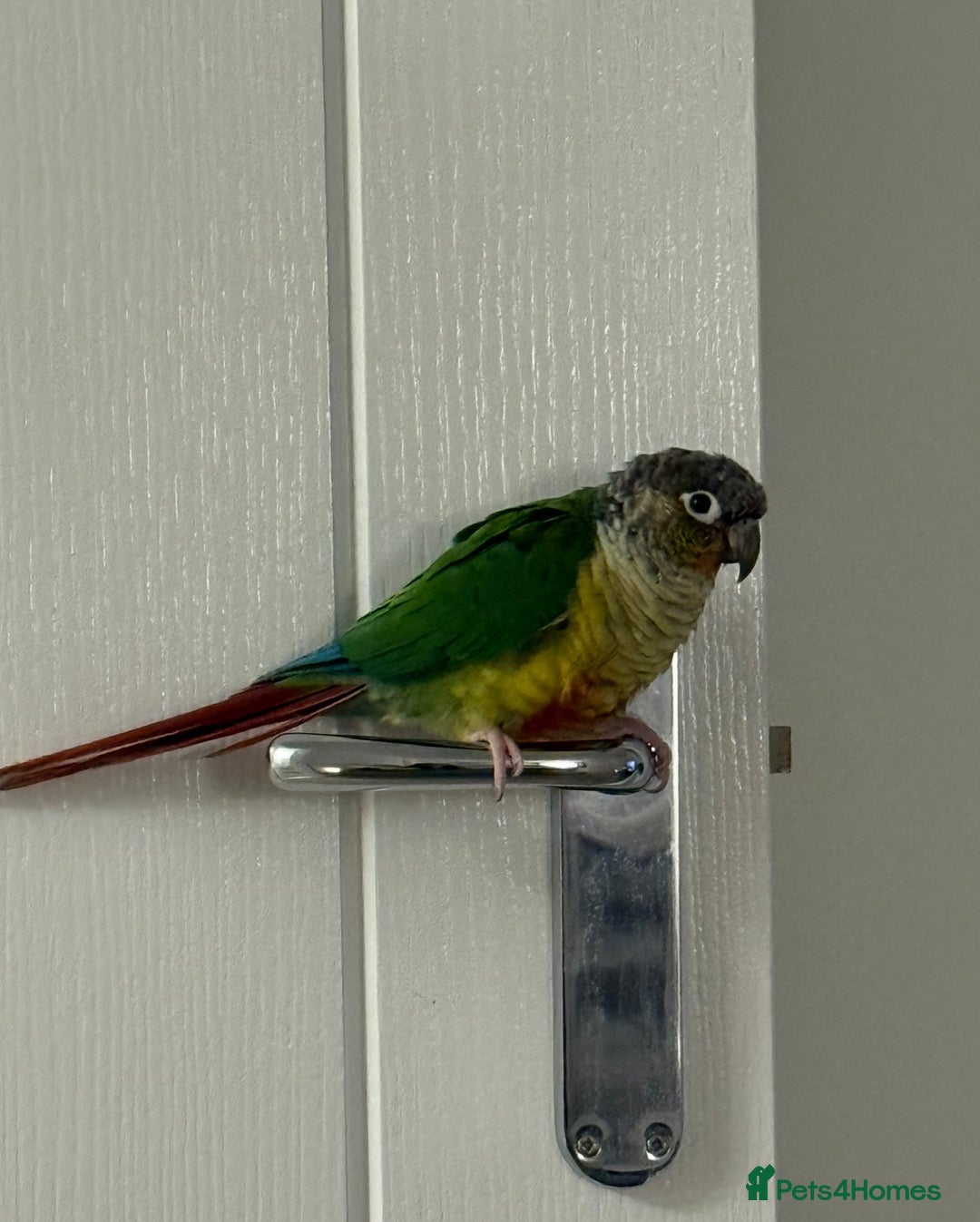 Conures birds for sale: Beautiful Male Conure for Sale  - Advert 1